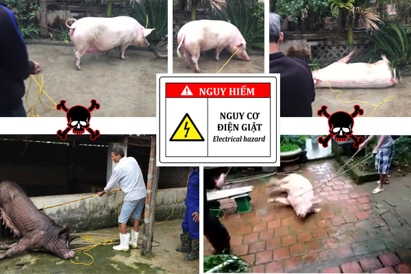 giat-dien-mo-heo-nguy-hiem